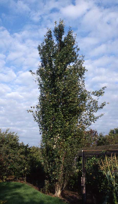 Populus deltoides 'Purple Tower'